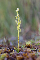 bog orchid